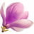 Magnolie
