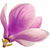 Magnolie