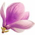 Magnolie Otto
