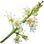 Litschiblüte