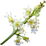Lychee blossom