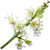 Litschiblüte