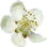 Guarana blossom