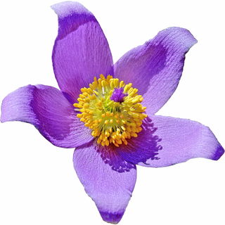 Pasqueflower