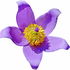 Pasqueflower