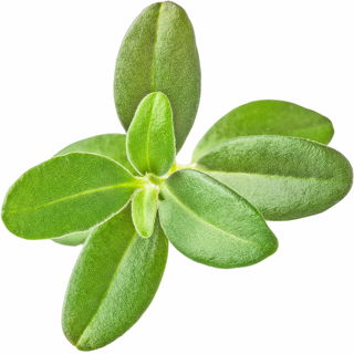 Purslane