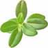 Purslane