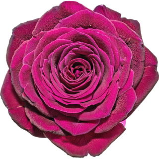 Deep Secret rose