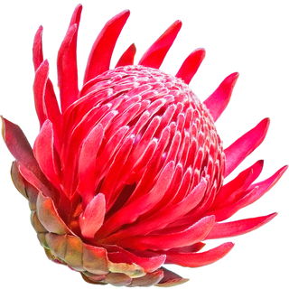 Waratah