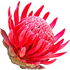 Waratah