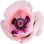 pinker Mohn