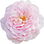 bulgarische pinke Alba-Rose
