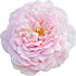 Bulgarian pink Rosa alba
