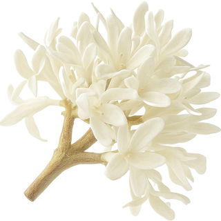 White osmanthus
