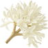 White osmanthus