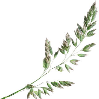 Wiesenrispengras