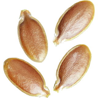 Linseed