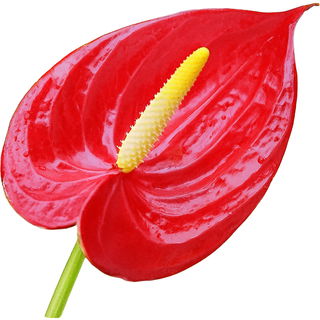 Flamingo flower absolute