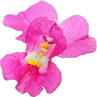 Snapdragon