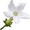 Hawaiian jasmine