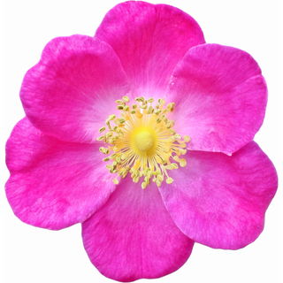 Mairose Absolue