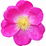 Mairose