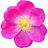 Mairose