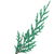 Blue cypress