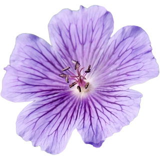 Meadow geranium