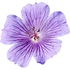 Meadow geranium