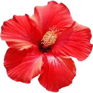 orientalischer Hibiskus