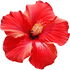 orientalischer Hibiskus
