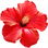 roter Hibiskus