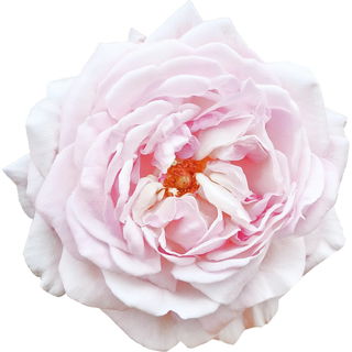 Indian bourbon rose