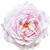 Bourbon-Rose Absolue