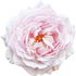 Indian bourbon rose