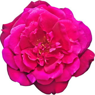 Roseraie de l'Hay rose