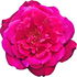 Roseraie de l'Hay rose