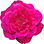 Roseraie de l'Hay rose