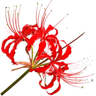 Dominican spiderlily