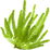 Algae