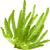 Algae