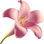 pinke Tuberose