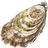 Oyster