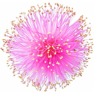Mimose