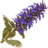 Bugleweed