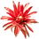 Calycanthus