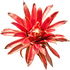 Calycanthus