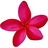 Roter Frangipani