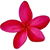 Roter Frangipani